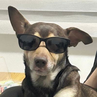 Alejandro's dog wearing oversized black sunglasses